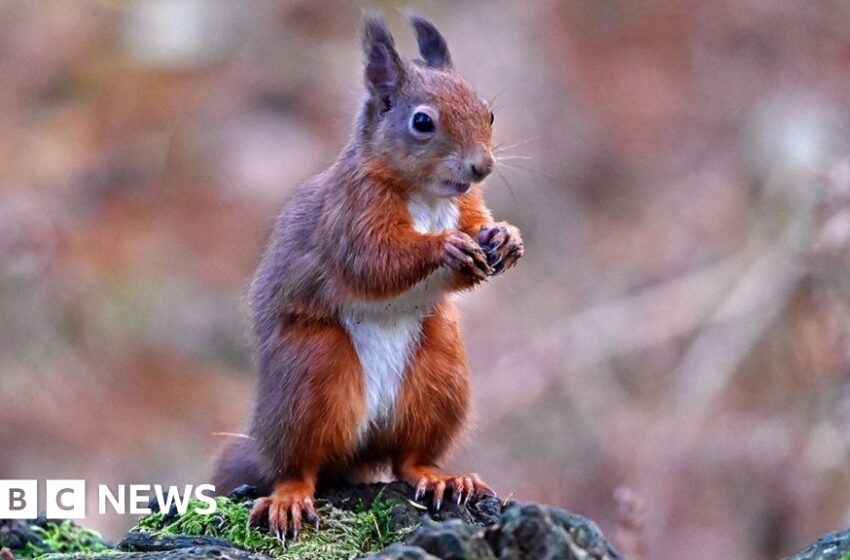 Conservationists turn to AI in battle to save red squirrels